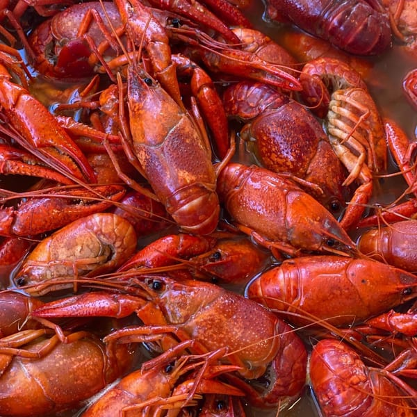 Close-up of vibrant red LandShark Seafood & Catfish crawfish, submerged in a flavorful boil.